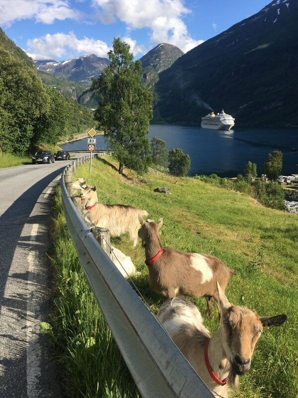 Norway Geiranger E63road 羊群