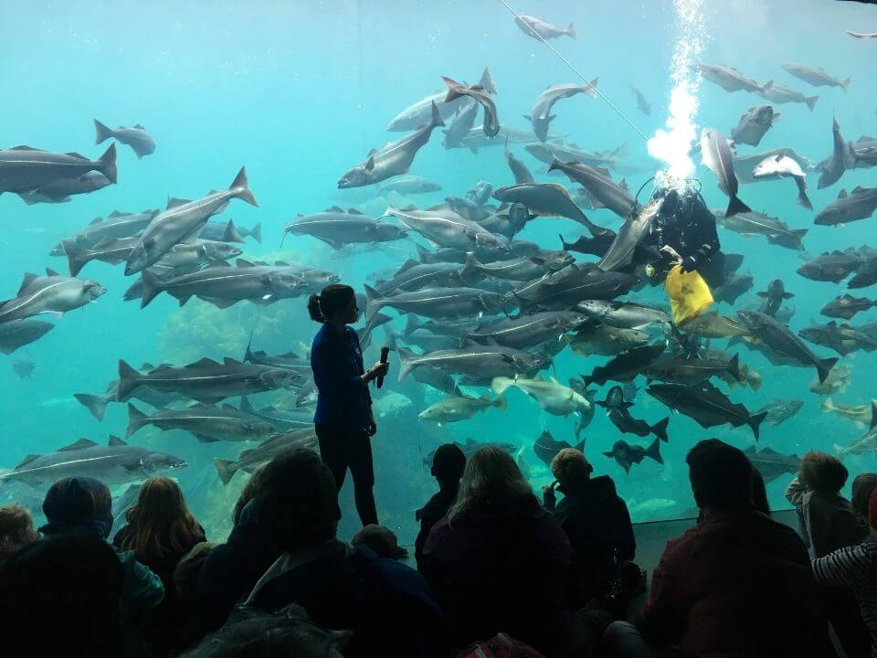 挪威Alesund akvarium divershow餵食秀3