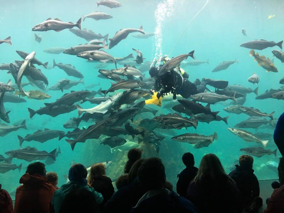 挪威Alesund akvarium divershow餵食秀觀眾