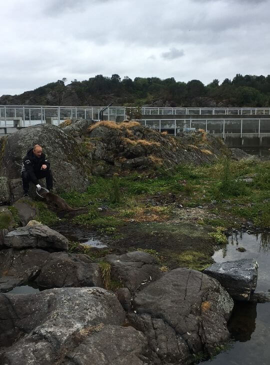 挪威Alesund akvarium otter feeding