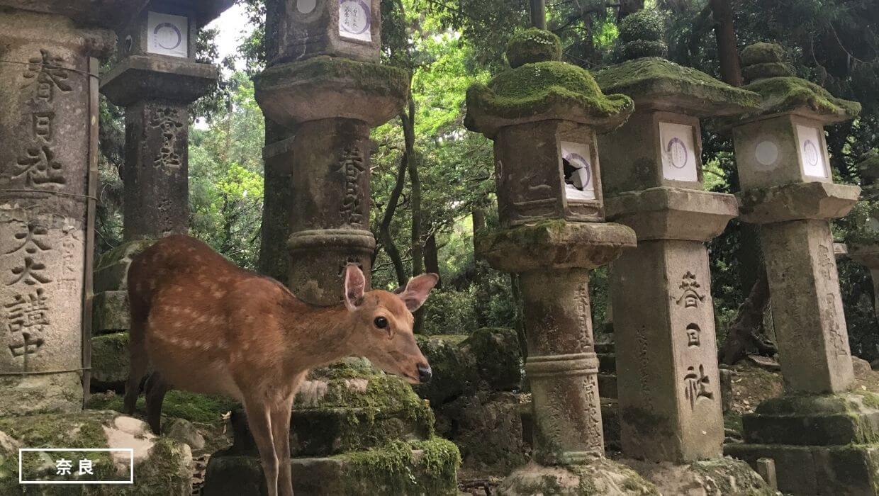 首頁圖奈良