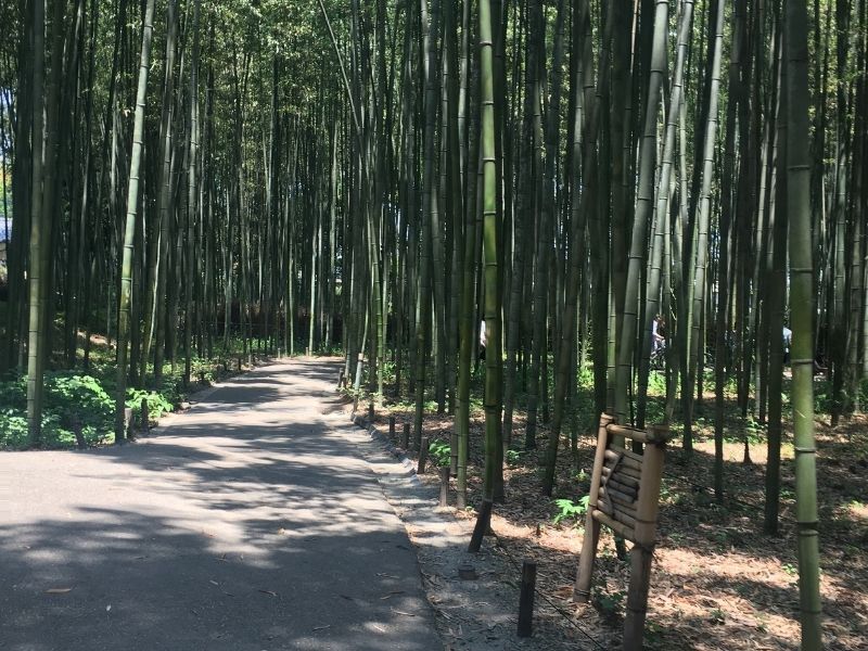 featured嵐山竹林