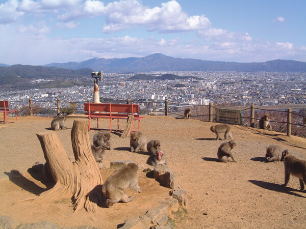 岩田山猴子公園