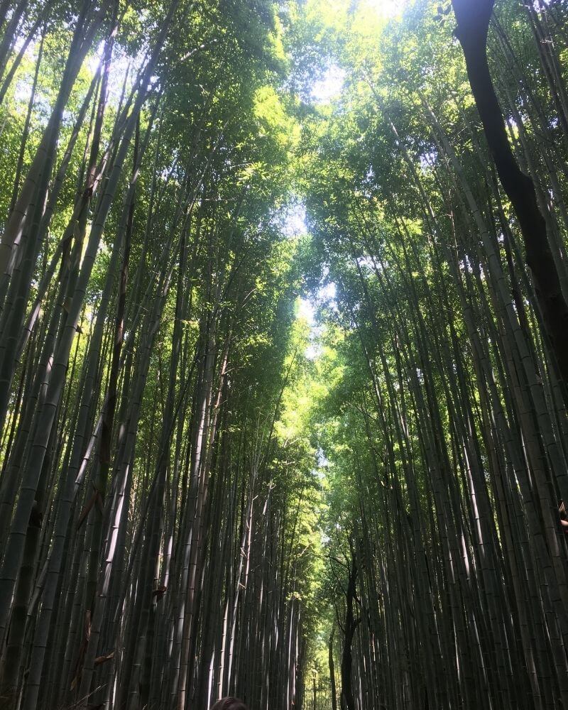 嵐山竹林景色1