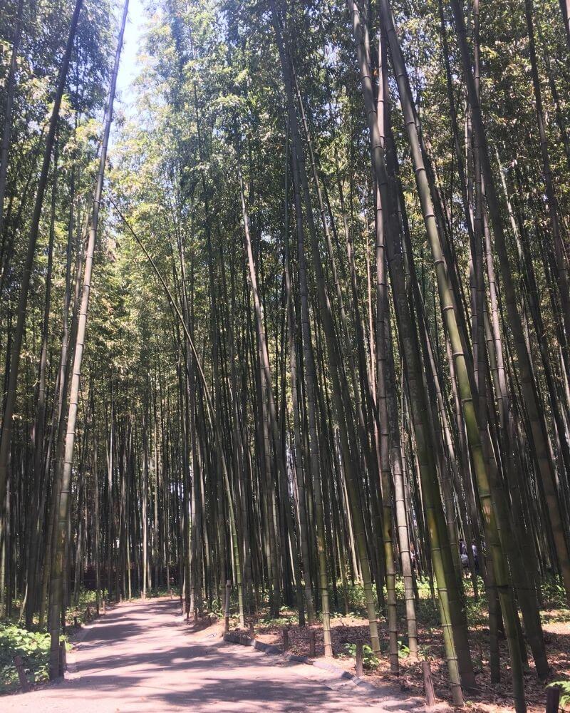 嵐山竹林景色2