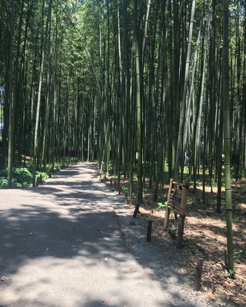 嵐山竹林景色3
